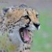 Cheetah (1)